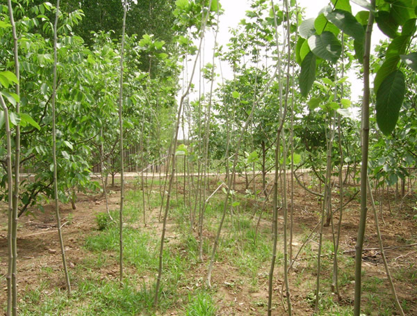 速生白蜡的生长速度怎么样？