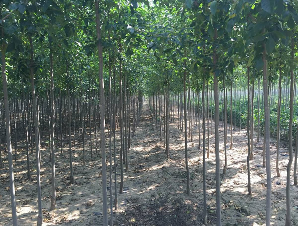 速生白蜡种植技术注意哪些事项？