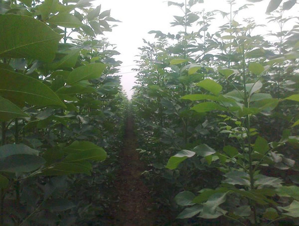 如何种植速生白蜡树苗？