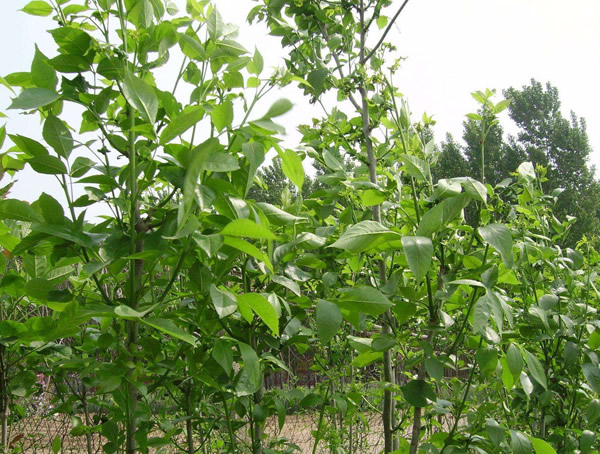 速生白蜡可以嫁接成红叶白蜡吗？