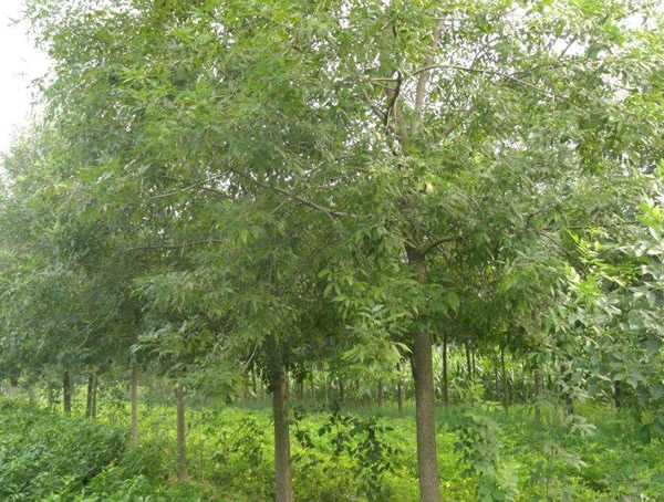 对节白蜡和速生白蜡有哪些不同？