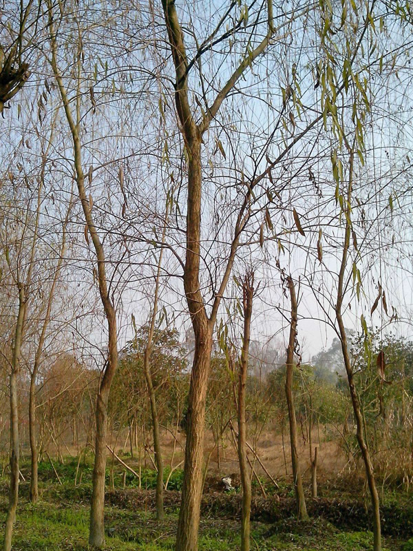 金丝柳的图片-形态特征-形态特征-分布范围以及主要价值