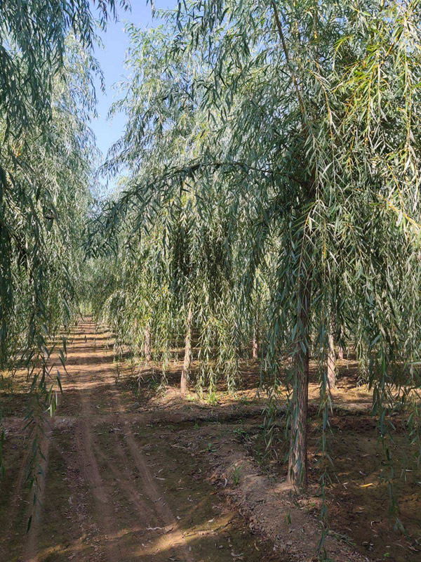 金丝柳的种植要领有哪些？
