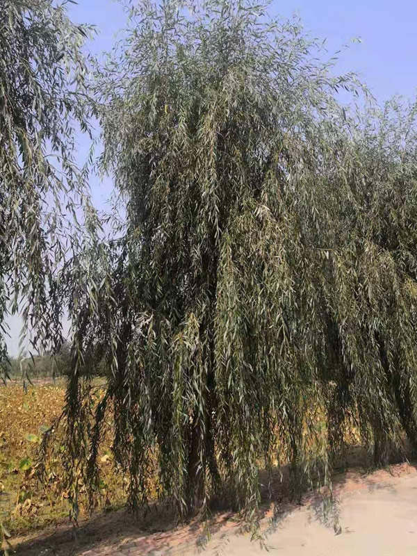金丝柳的栽培技术有哪些？