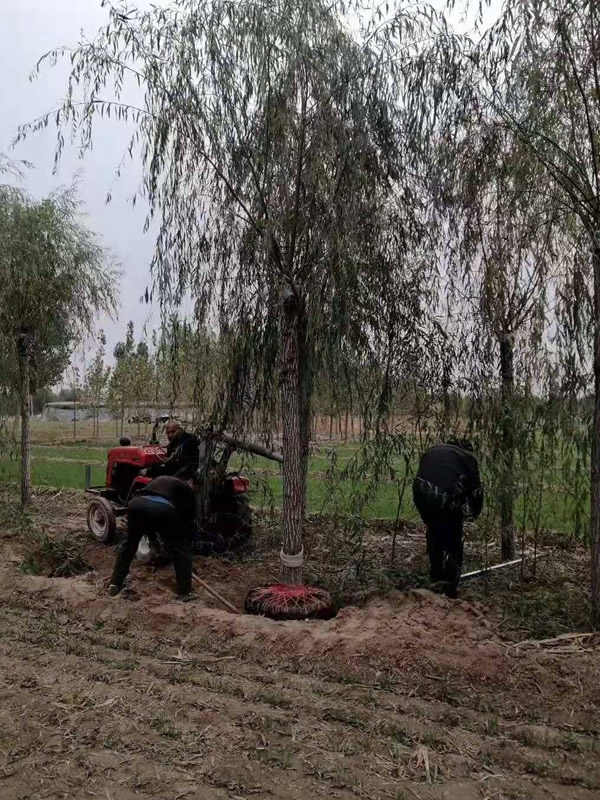 垂柳和金丝柳有什么区别？