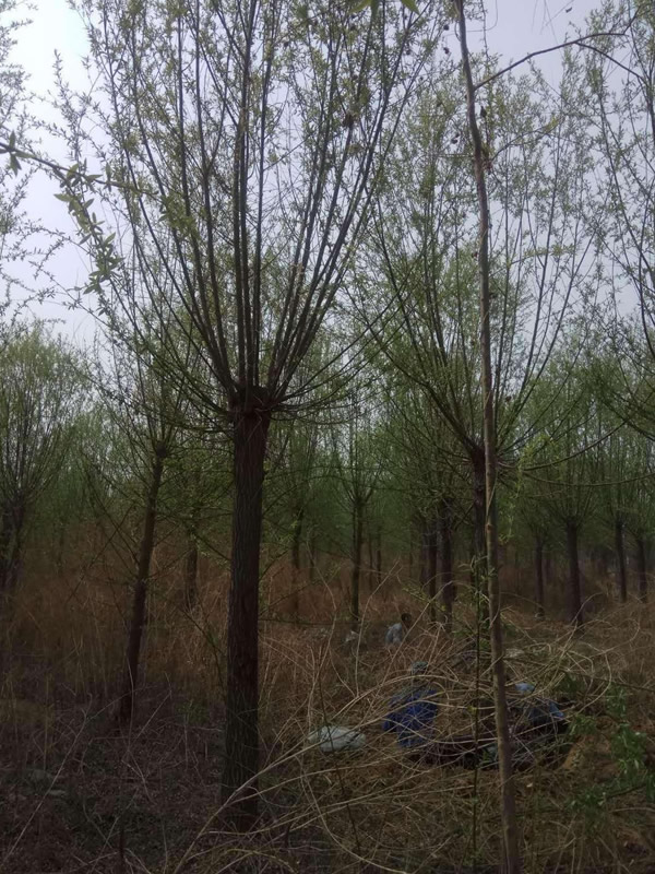 金丝柳的形态特征有哪些？