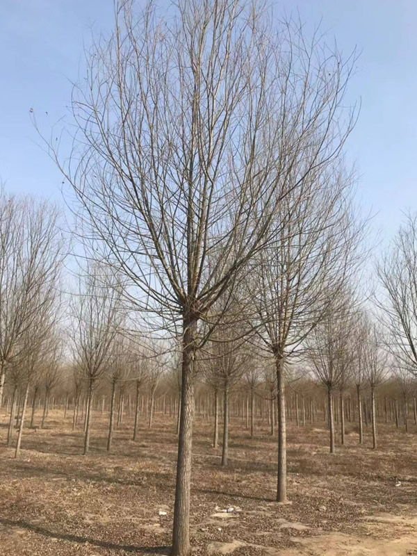 金丝柳的园林用途有哪些？