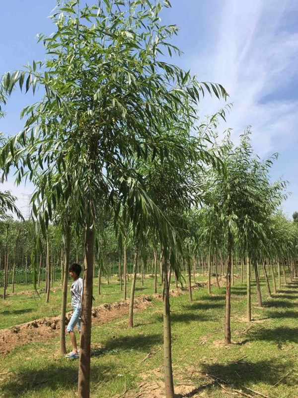 金丝柳的生长速度快吗？