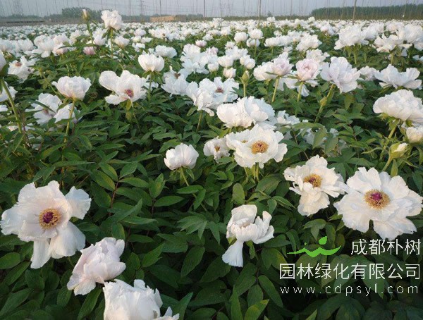 油用牡丹