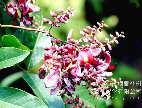 鸡血藤