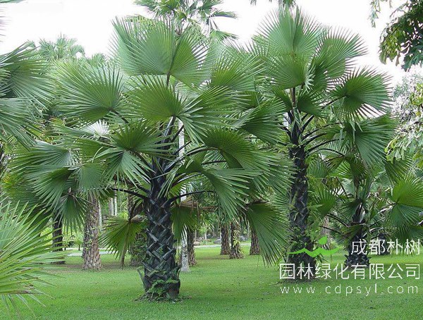 棕榈树