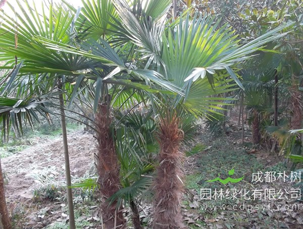 棕榈树