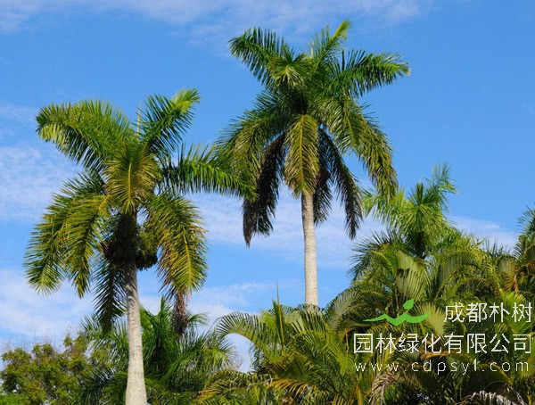 棕榈树