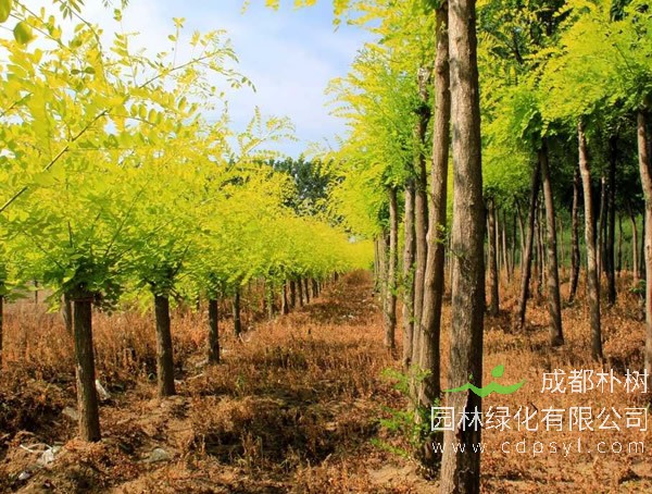 金叶槐的繁殖方法以及虫害防治介绍
