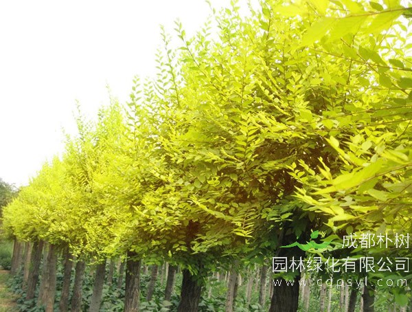 金叶槐的生长习性有哪些？