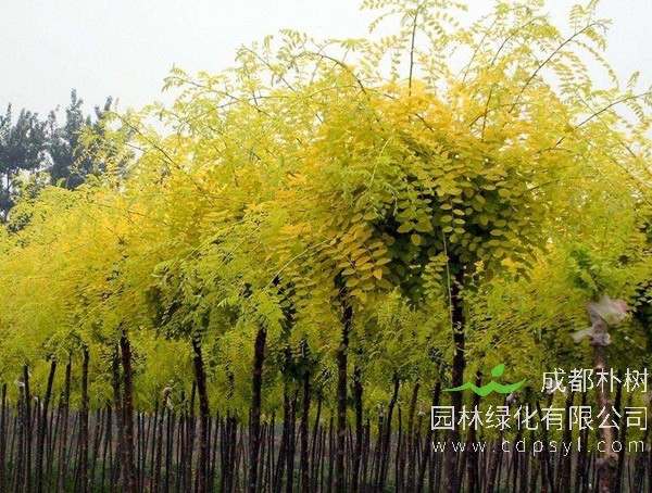 金枝槐跟金叶槐有什么不同？