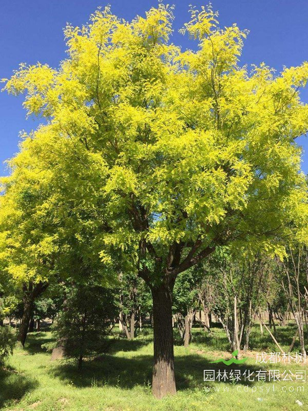 金叶槐的叶子干边后落叶是怎么回事？