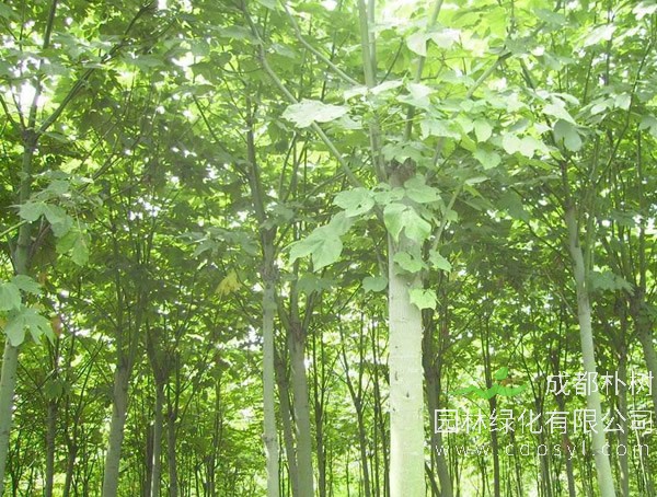 青桐的图片-形态特征-生长环境-分布范围以及主要价值