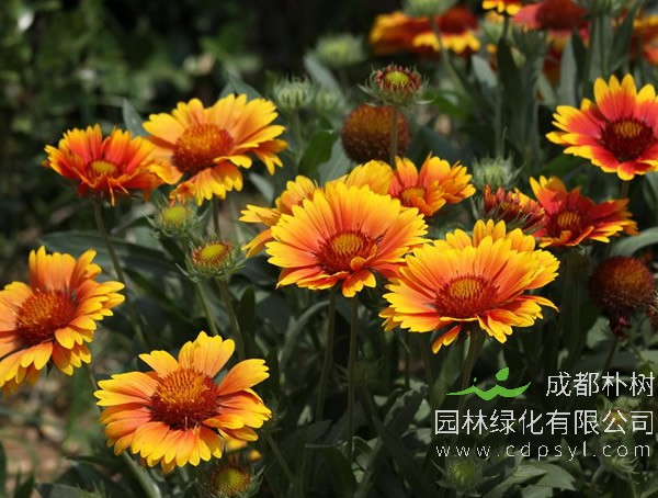 非洲菊每种颜色的花语是什么？