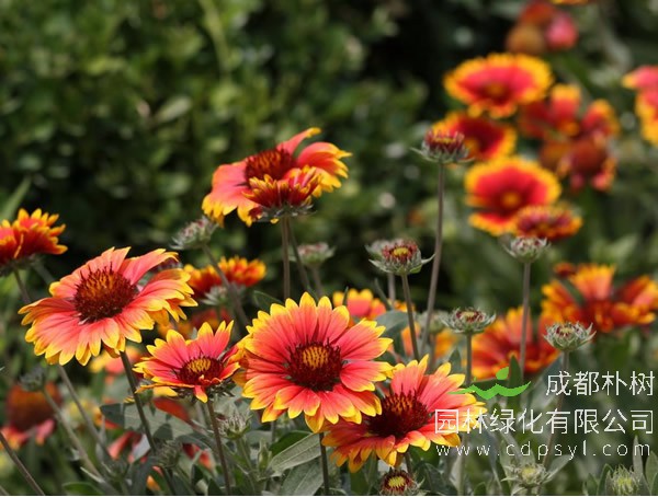 非洲菊的药用价值有哪些？