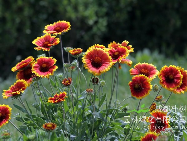 非洲菊的种植方法有哪些？