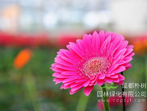 非洲菊如何播种？