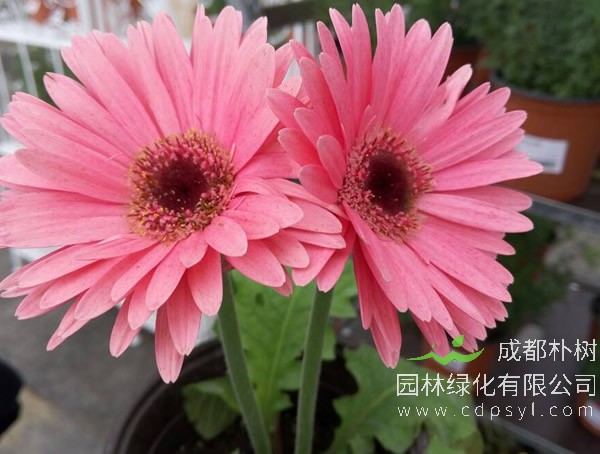 非洲菊打蔫怎么办？