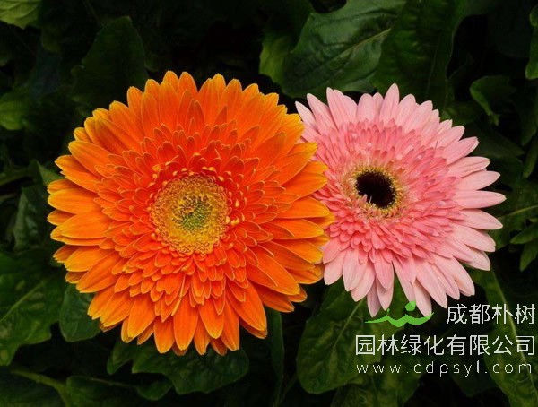 非洲菊是如何繁殖的？