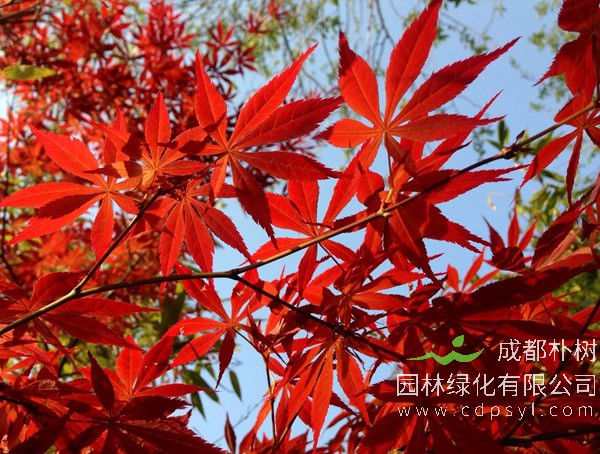 鸡爪槭的病虫害有哪些？怎么防治？