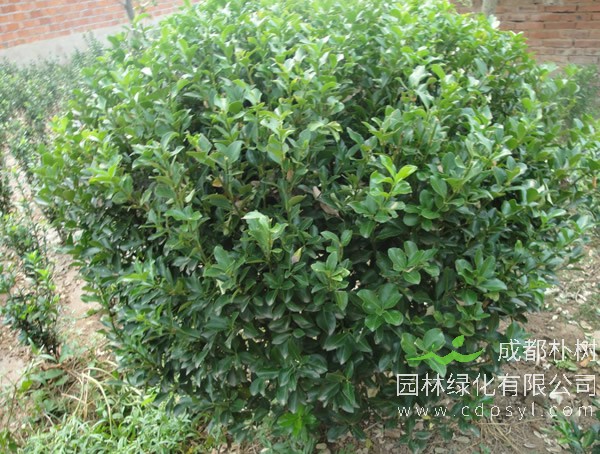 什么黄杨树最值钱？哪种黄杨树最有价值？