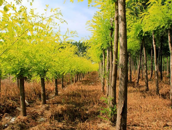 金叶槐的繁殖方法以及虫害防治介绍