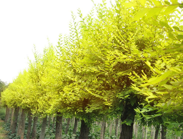 金叶槐的生长习性有哪些？