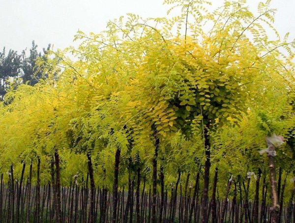 金枝槐跟金叶槐有什么不同？