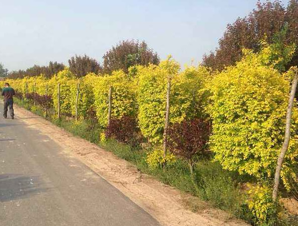 如何区分金枝槐和金叶槐？