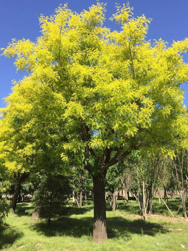 金叶槐的叶子干边后落叶是怎么回事？