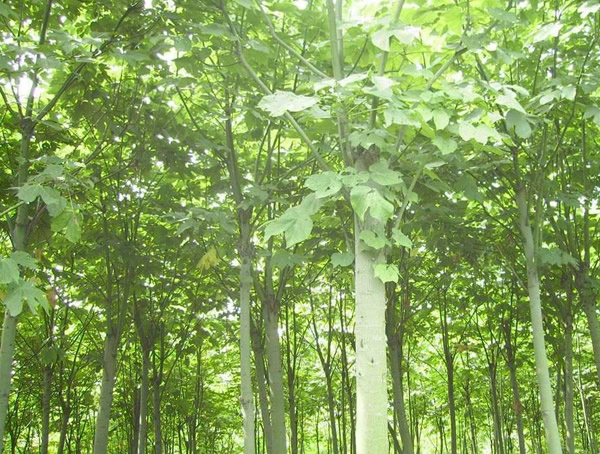 青桐的图片-形态特征-生长环境-分布范围以及主要价值