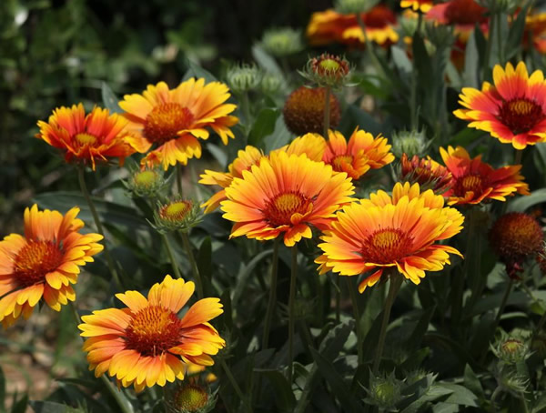 非洲菊每种颜色的花语是什么？