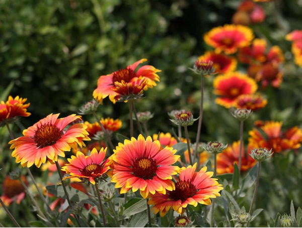 非洲菊的药用价值有哪些？