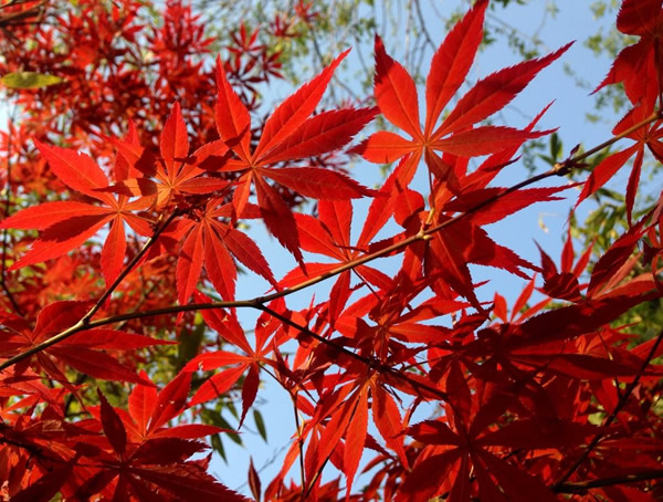 鸡爪槭的病虫害有哪些？怎么防治？