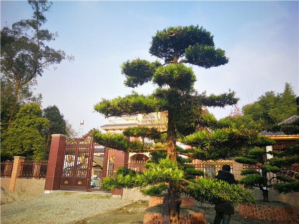 苗木行业未来发展趋势，苗木种植发展前景如何？