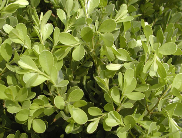 小叶黄杨什么时候修剪最合适？