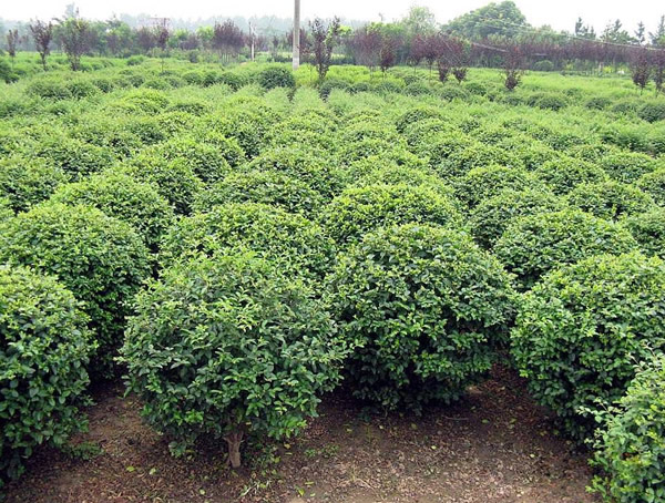 小叶黄杨球如何修剪成盆景？