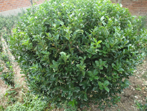 什么黄杨树最值钱？哪种黄杨树最有价值？