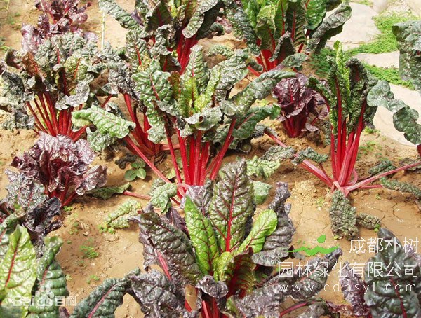 红叶甜菜