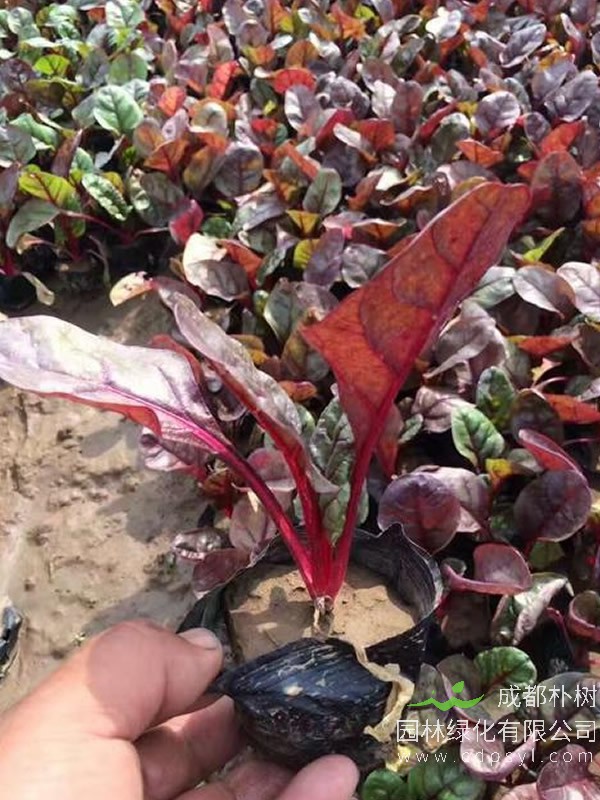 红叶甜菜