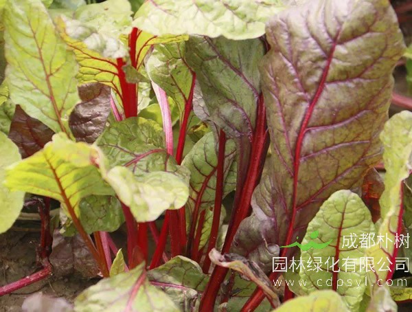 红叶甜菜