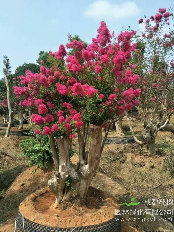 紫薇古桩