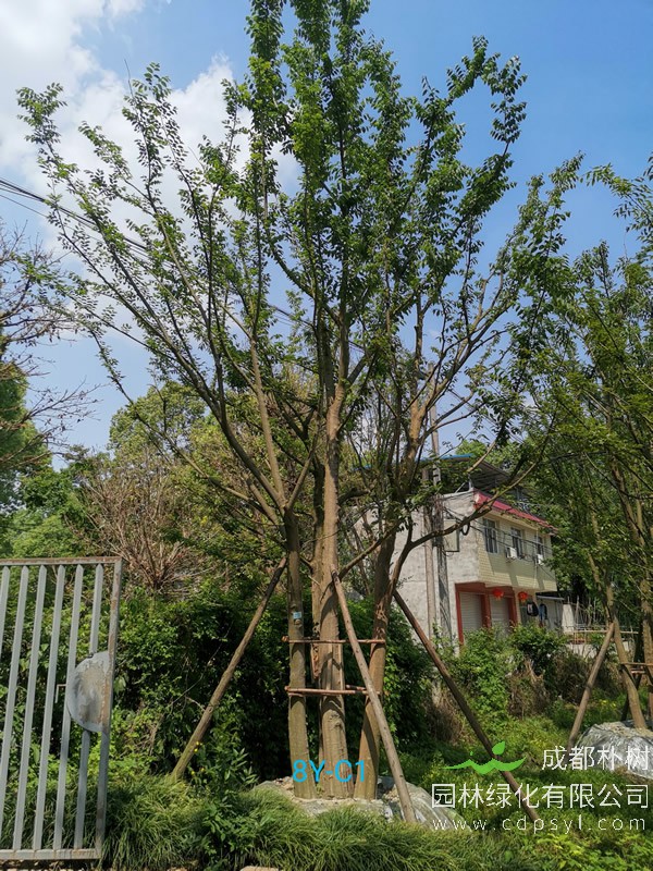 2018年朴树价格表与2019年朴树报价区别，苗木价格还会上涨吗