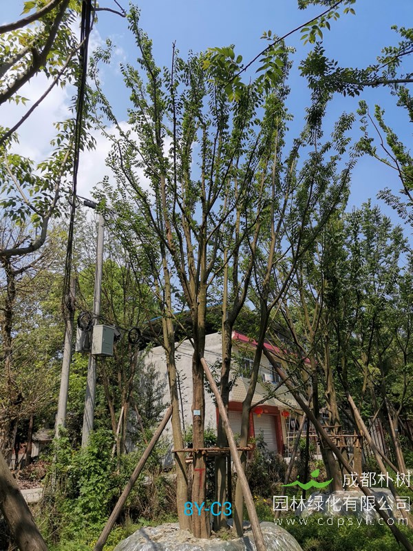 2020年丛生朴树多少钱？