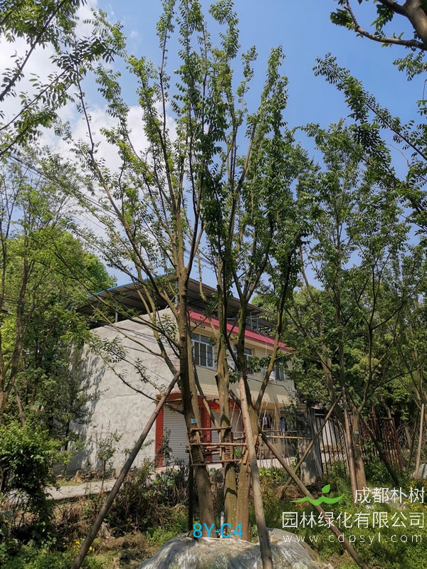 朴树批发报价，2020年最新朴树价格表